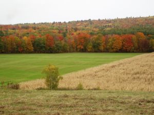 SERMONS ROOTED IN LOCAL SOIL