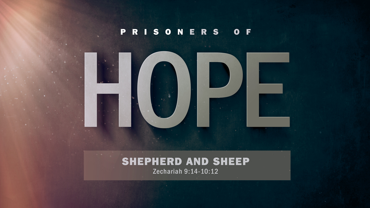 Shepherd and Sheep (Zechariah 9:14-10:12)